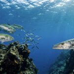 Biologia del Pesce Serra e Barracuda